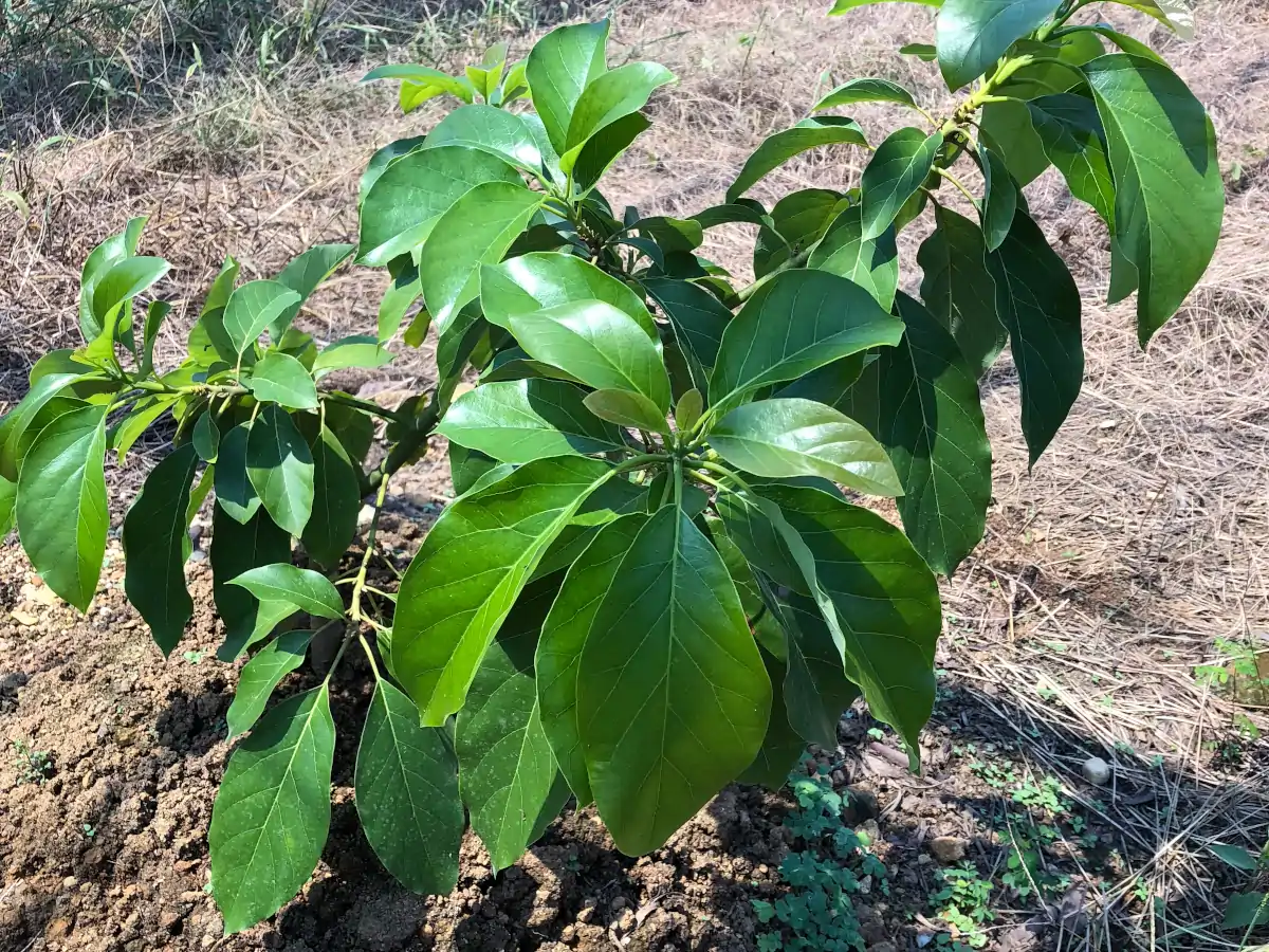 Avocadonet operated by Agri Manager